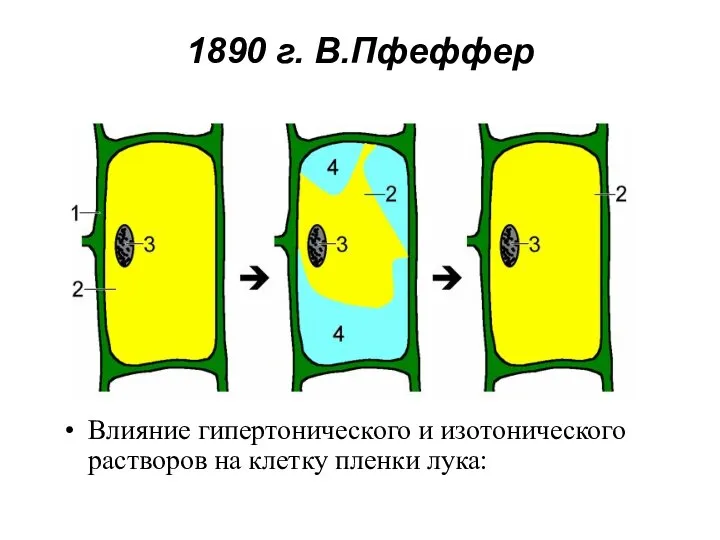 1890 г. В.Пфеффер Влияние гипертонического и изотонического растворов на клетку пленки лука:
