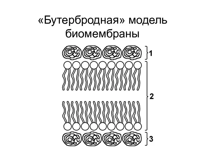 «Бутербродная» модель биомембраны