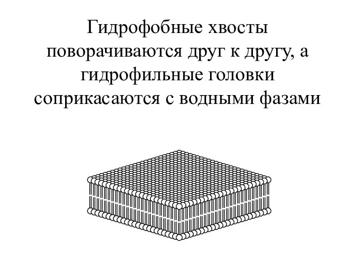 Гидрофобные хвосты поворачиваются друг к другу, а гидрофильные головки соприкасаются с водными фазами