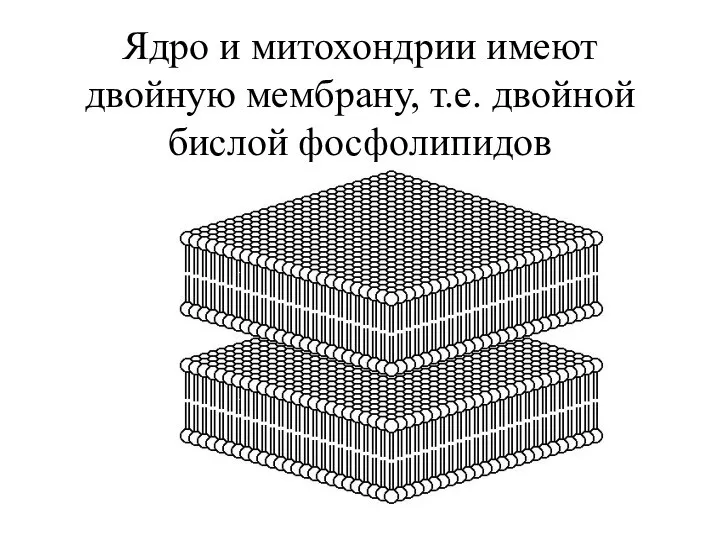 Ядро и митохондрии имеют двойную мембрану, т.е. двойной бислой фосфолипидов