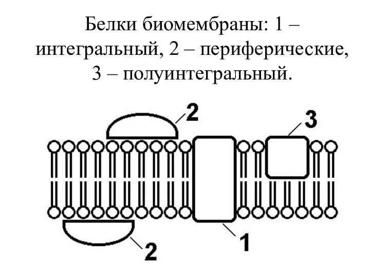 Белки биомембраны: 1 – интегральный, 2 – периферические, 3 – полуинтегральный.
