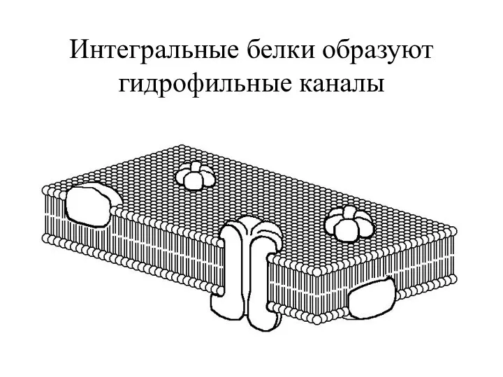 Интегральные белки образуют гидрофильные каналы