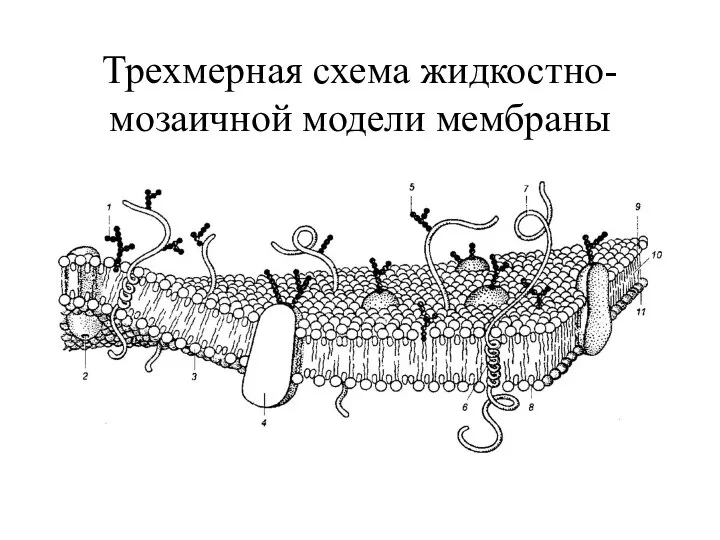 Трехмерная схема жидкостно-мозаичной модели мембраны