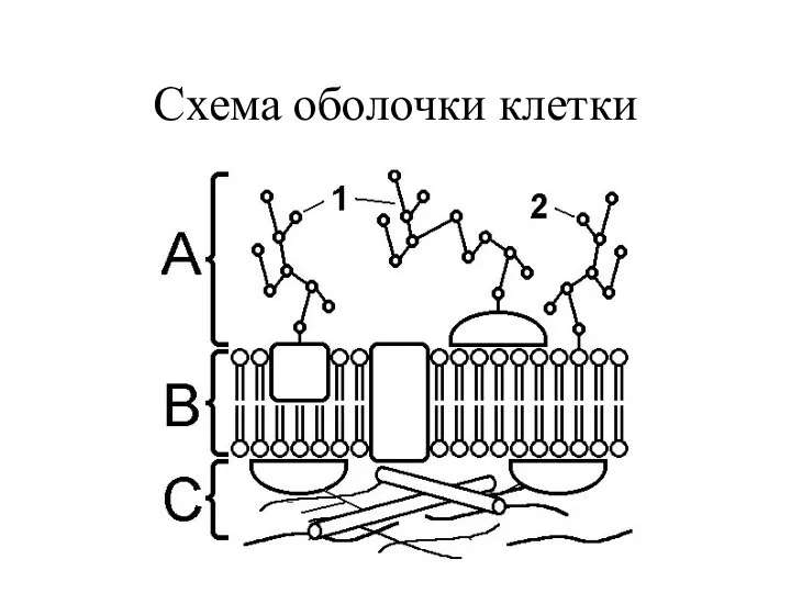 Схема оболочки клетки