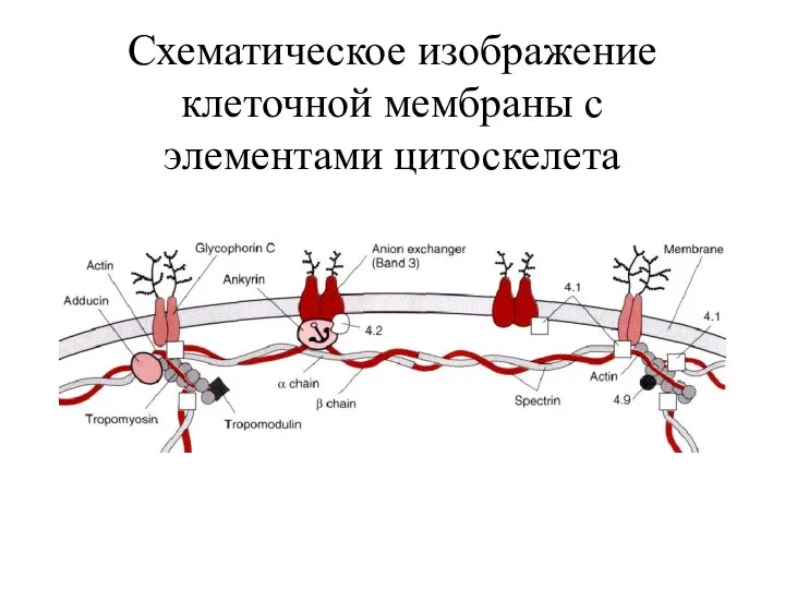 Схематическое изображение клеточной мембраны с элементами цитоскелета