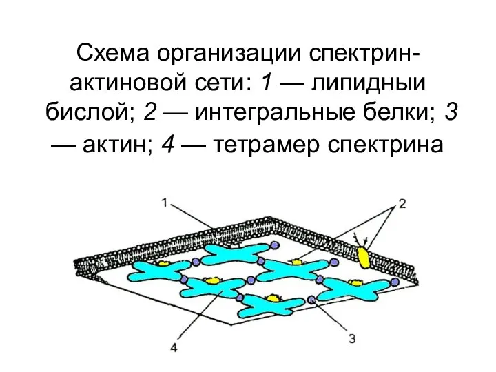 Схема организации спектрин-актиновой сети: 1 — липидныи бислой; 2 — интегральные белки;