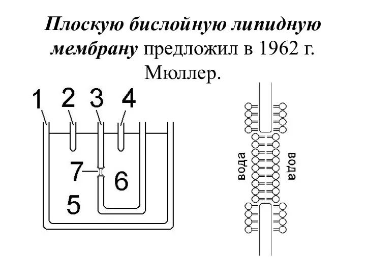 Плоскую бислойную липидную мембрану предложил в 1962 г. Мюллер.