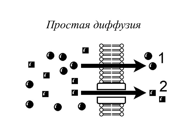 Простая диффузия