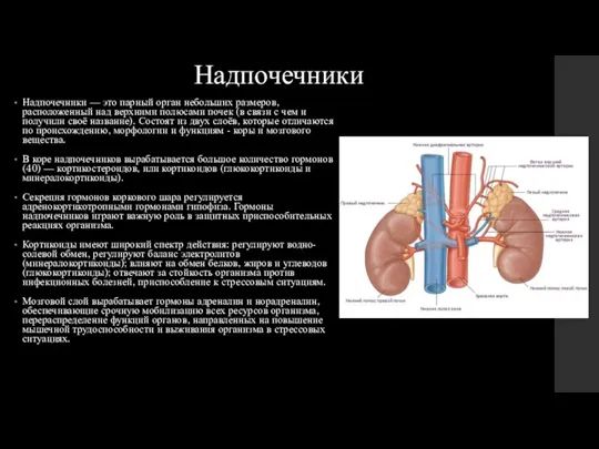 Надпочечники Надпочечники — это парный орган небольших размеров, расположенный над верхними полюсами