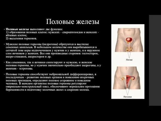 Половые железы выполняют две функции: 1) образования половых клеток: мужских - сперматозоидов