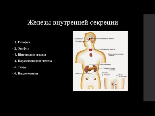 Железы внутренней секреции 1. Гипофиз 2. Эпифиз 3. Щитовидная железа 4. Паращитовидная