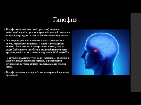 Гипофиз Гипофиз (нижний мозговой придаток) является небольшой по размерам эндокринной железой, функции