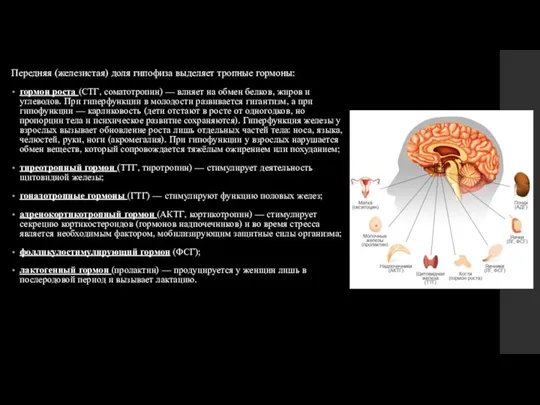 Передняя (железистая) доля гипофиза выделяет тропные гормоны: гормон роста (СТГ, соматотропин) —