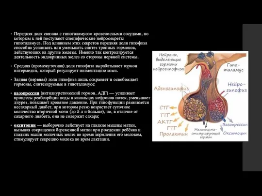 Передняя доля связана с гипоталамусом кровеносными сосудами, по которым к ней поступают