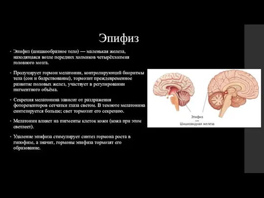 Эпифиз Эпифиз (шишкообразное тело) — маленькая железа, находящаяся возле передних холмиков четырёххолмия