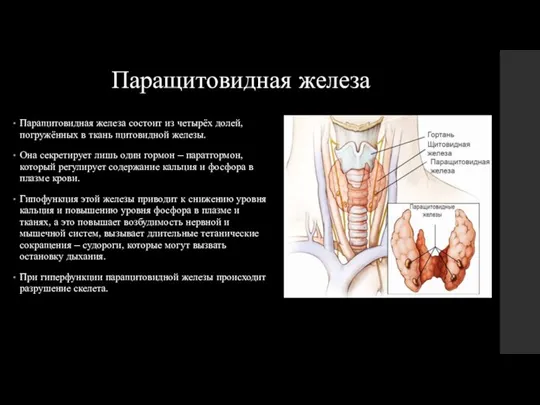 Паращитовидная железа Паращитовидная железа состоит из четырёх долей, погружённых в ткань щитовидной