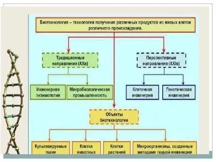 ВИДЫ БИОТЕХНОЛОГИЙ в : 1.и