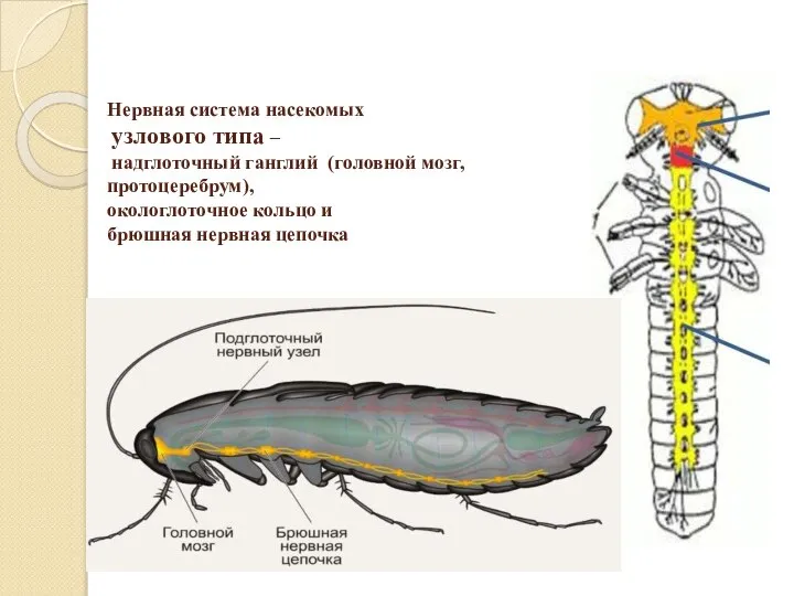 Нервная система насекомых узлового типа – надглоточный ганглий (головной мозг, протоцеребрум), окологлоточное