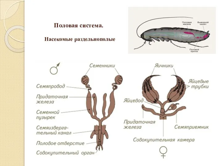 Половая система. Насекомые раздельнополые