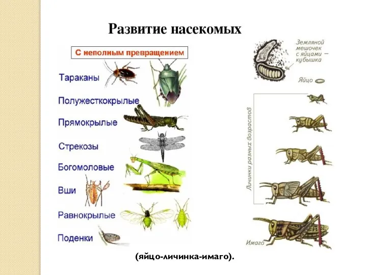 (яйцо-личинка-имаго).