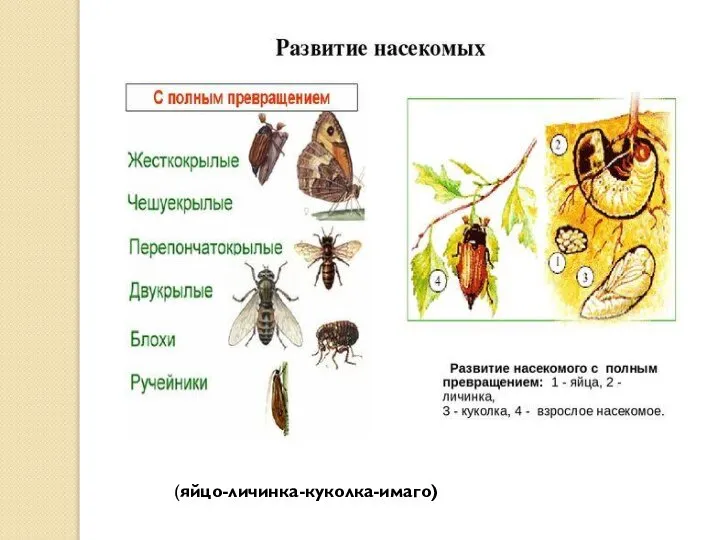 (яйцо-личинка-куколка-имаго)