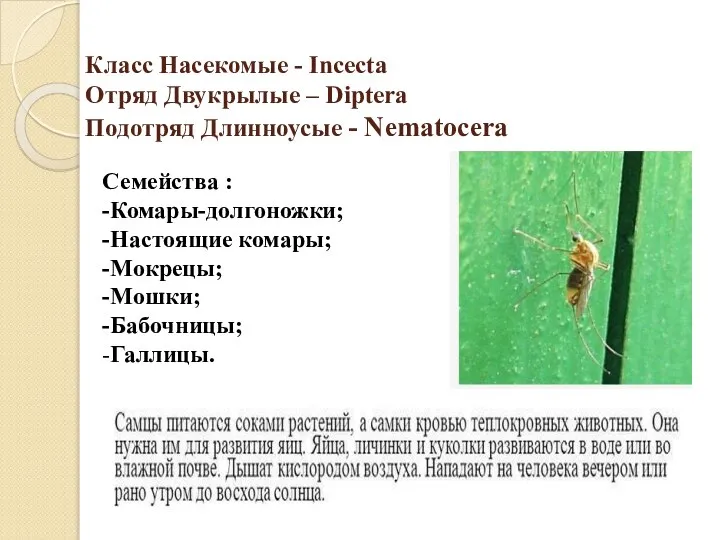 Класс Насекомые - Incecta Отряд Двукрылые – Diptera Подотряд Длинноусые - Nematocera