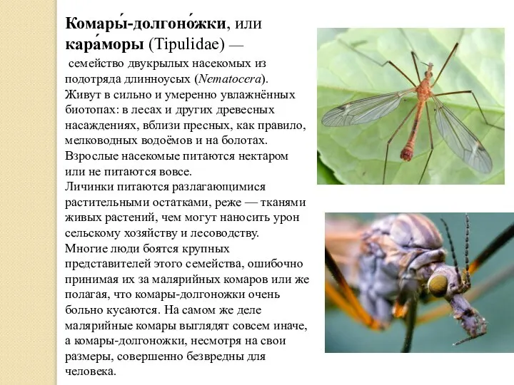Комары́-долгоно́жки, или кара́моры (Tipulidae) — семейство двукрылых насекомых из подотряда длинноусых (Nematocera).
