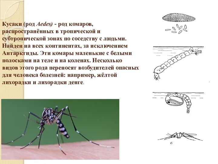 Кусаки (род Aedes) - род комаров, распространённых в тропической и субтропической зонах