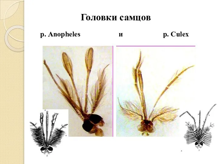 Головки самцов р. Anopheles и р. Culex