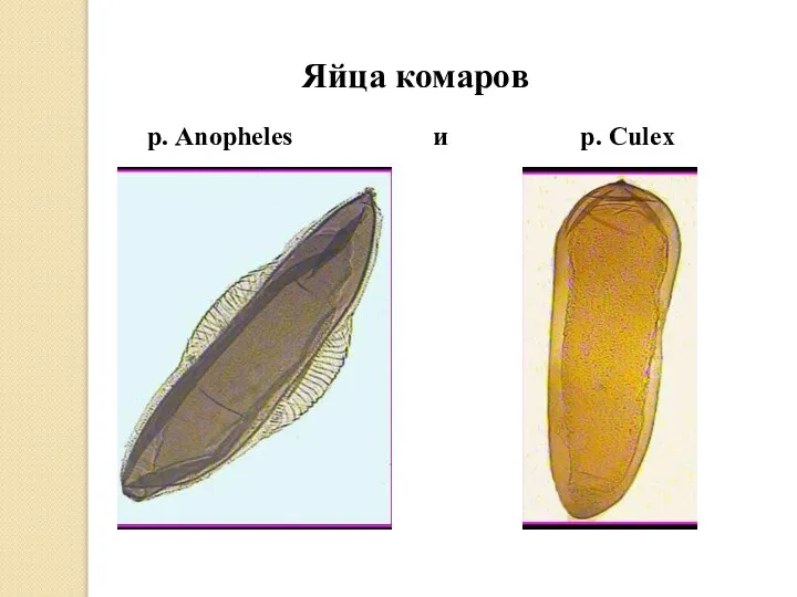Яйца комаров р. Anopheles и р. Culex