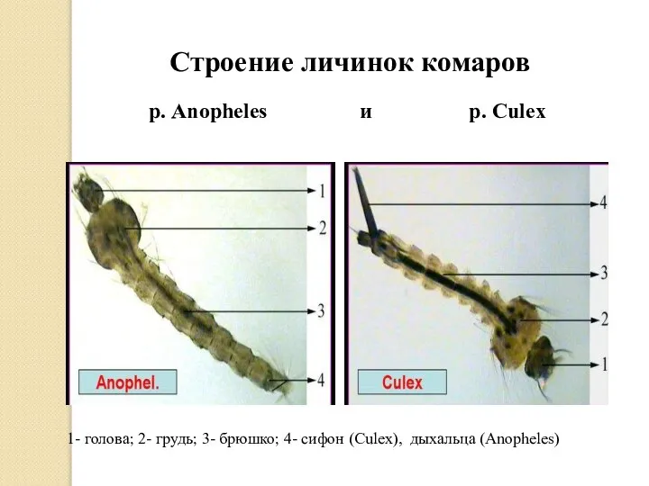 Строение личинок комаров р. Anopheles и р. Culex 1- голова; 2- грудь;