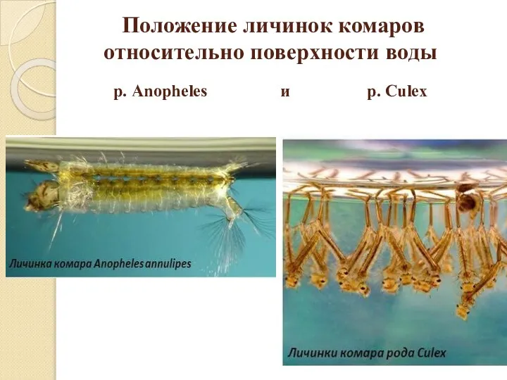 Положение личинок комаров относительно поверхности воды р. Anopheles и р. Culex