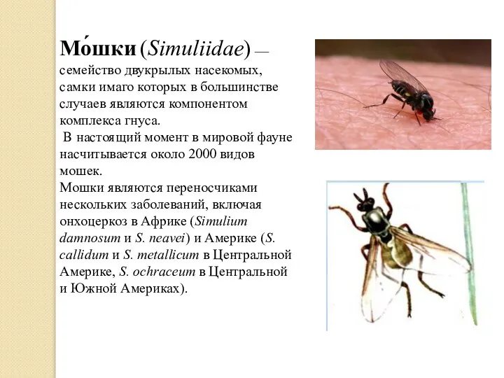 Мо́шки (Simuliidae) — семейство двукрылых насекомых, самки имаго которых в большинстве случаев
