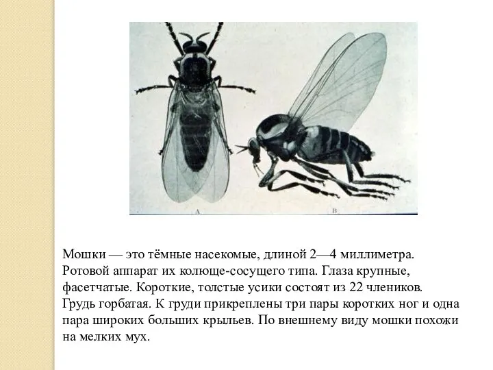 Мошки — это тёмныe насекомые, длиной 2—4 миллиметра. Ротовой аппарат их колюще-сосущего