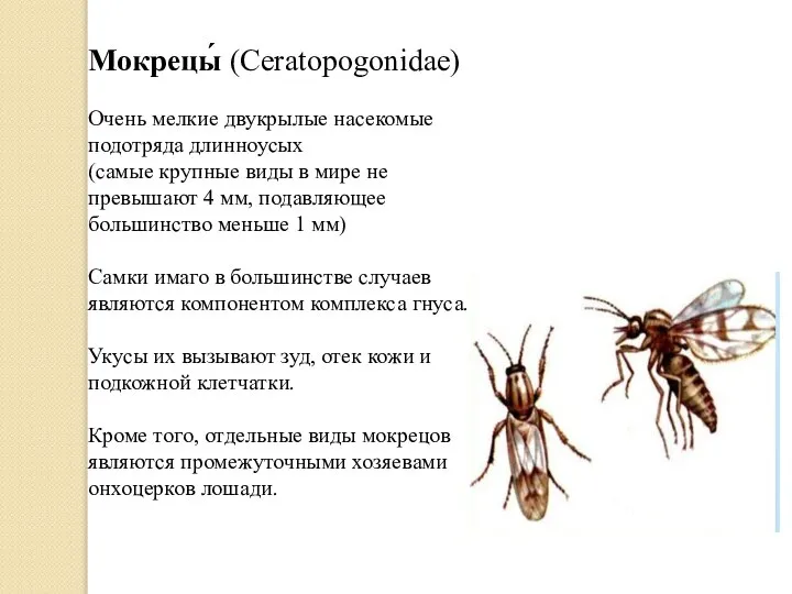 Мокрецы́ (Ceratopogonidae) Очень мелкие двукрылые насекомые подотряда длинноусых (самые крупные виды в