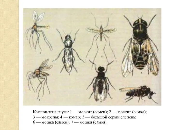 Компоненты гнуса: 1 — москит (самец); 2 — москит (самка); 3 —