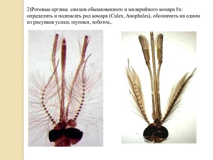 2)Ротовые органы самцов обыкновенного и малярийного комара 8х: определить и подписать род