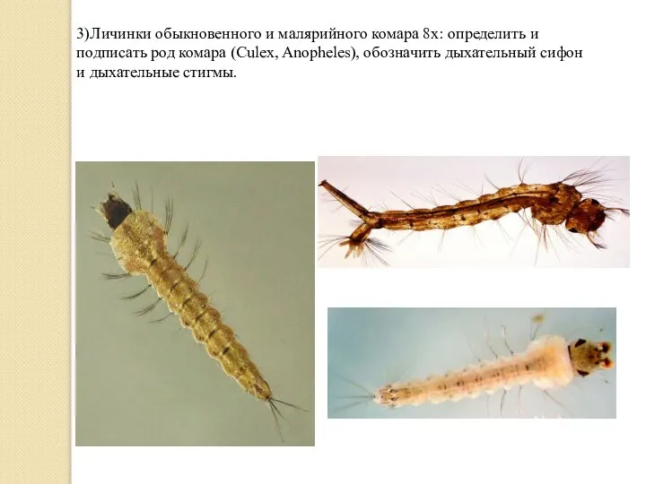 3)Личинки обыкновенного и малярийного комара 8х: определить и подписать род комара (Culex,