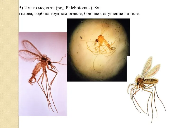 5) Имаго москита (род Phlebotomus), 8х: голова, горб на грудном отделе, брюшко, опушение на теле.