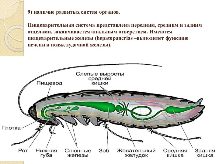 9) наличие развитых систем органов. Пищеварительная система представлена передним, средним и задним