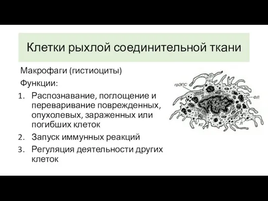 Макрофаги (гистиоциты) Функции: Распознавание, поглощение и переваривание поврежденных,опухолевых, зараженных или погибших клеток