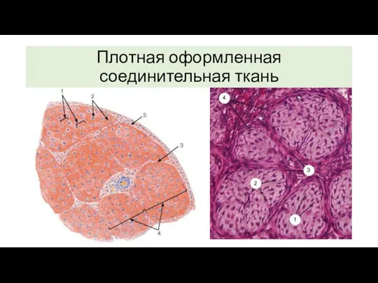 Плотная оформленная соединительная ткань