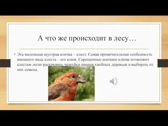 А что же происходит в лесу… Эта маленькая шустрая птичка – клест.