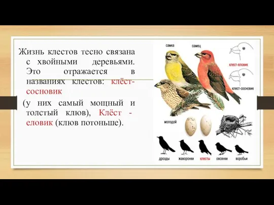 Жизнь клестов тесно связана с хвойными деревьями. Это отражается в названиях клестов: