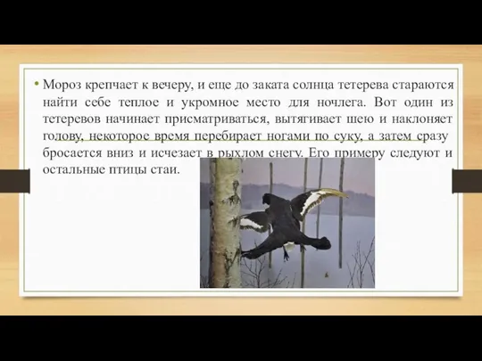 Мороз крепчает к вечеру, и еще до заката солнца тетеревa стараются найти