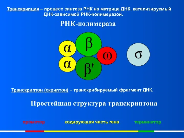 Транскрипция – процесс синтеза РНК на матрице ДНК, катализируемый ДНК-зависимой РНК-полимеразой. Транскриптон