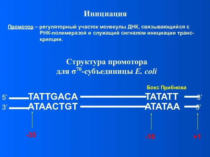 Инициация Промотор – регуляторный участок молекулы ДНК, связывающийся с РНК-полимеразой и служащий