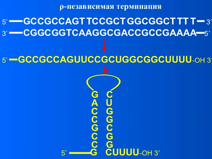 ρ-независимая терминация 5’ GCCGCCAGT TCCGCT GGCGGCT TT T 3’ 3’ CGGCGGTCAAGGCGACCGCCGAAAA 5’ 5’ GCCGCCAGUUCCGCUGGCGGCUUUU-OH 3’