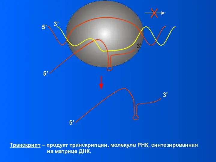 Транскрипт – продукт транскрипции, молекула РНК, синтезированная на матрице ДНК.