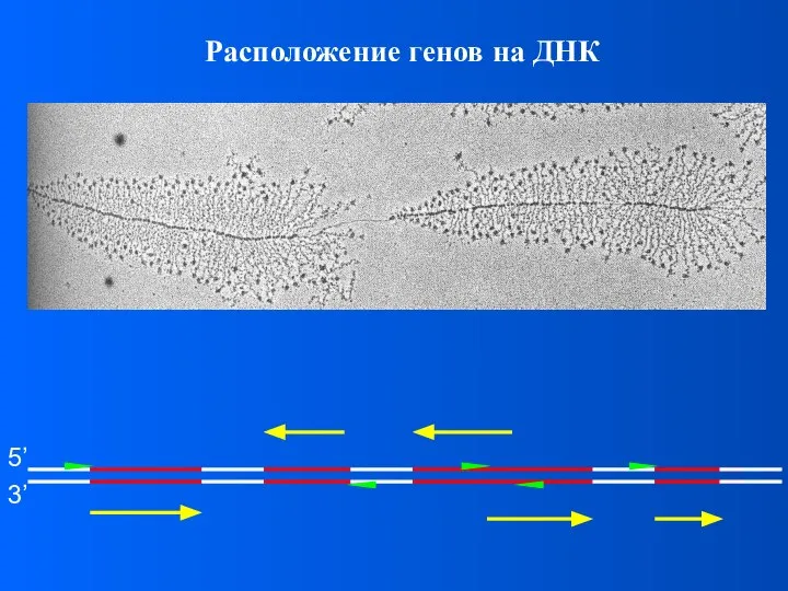 Расположение генов на ДНК